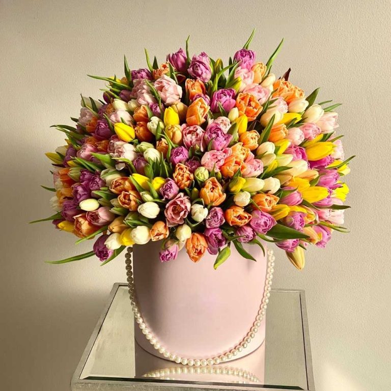 Канопус kanopus